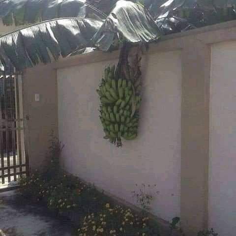 penampakan di pohon pisang © berbagai sumber