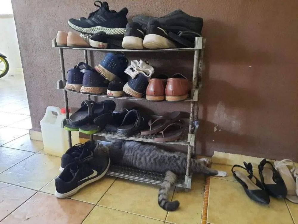 apes gara gara kucing tidur © Instagram apes gara gara kucing tidur © Instagram