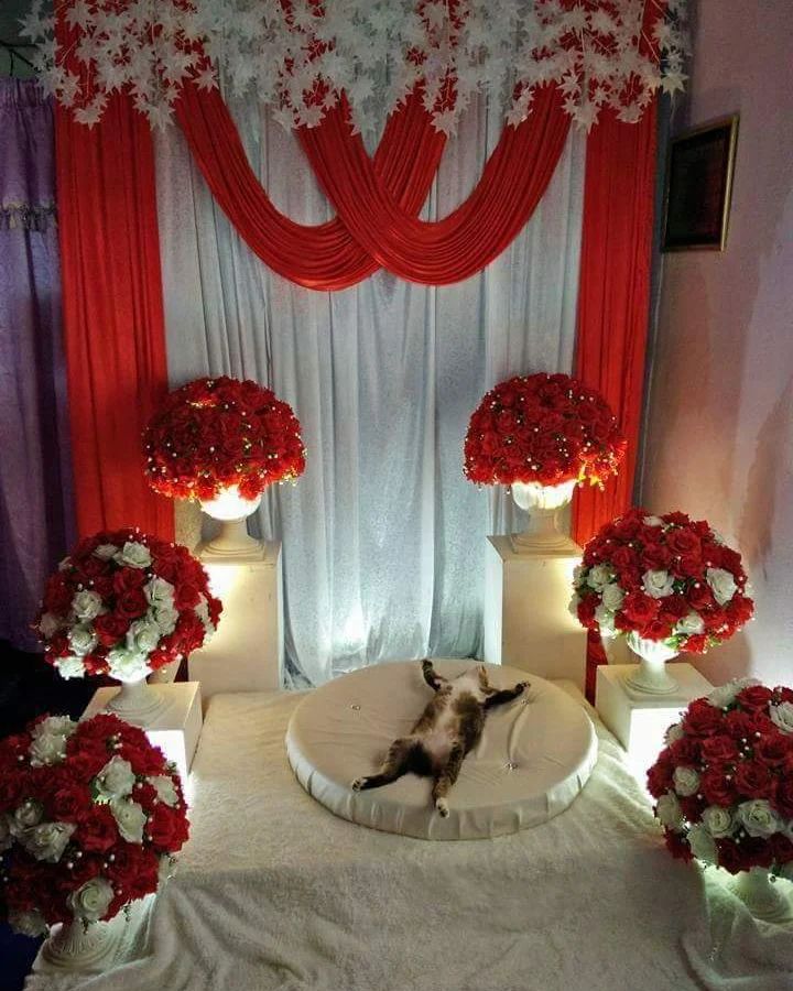 apes gara gara kucing tidur © Instagram apes gara gara kucing tidur © Instagram