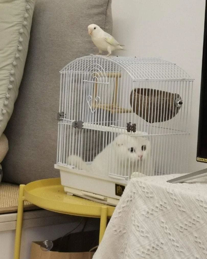 apes gara gara kucing tidur © Instagram apes gara gara kucing tidur © Instagram