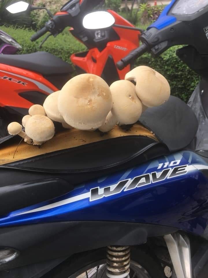 potret kendaraan ditumbuhi tanaman © berbagai sumber potret kendaraan ditumbuhi tanaman © berbagai sumber