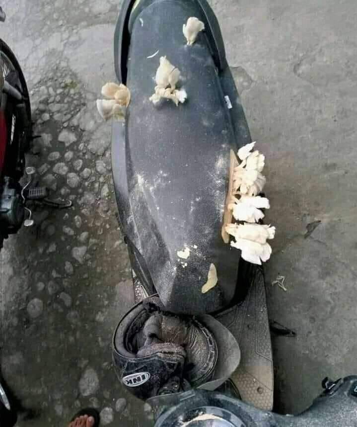 potret kendaraan ditumbuhi tanaman © berbagai sumber potret kendaraan ditumbuhi tanaman © berbagai sumber