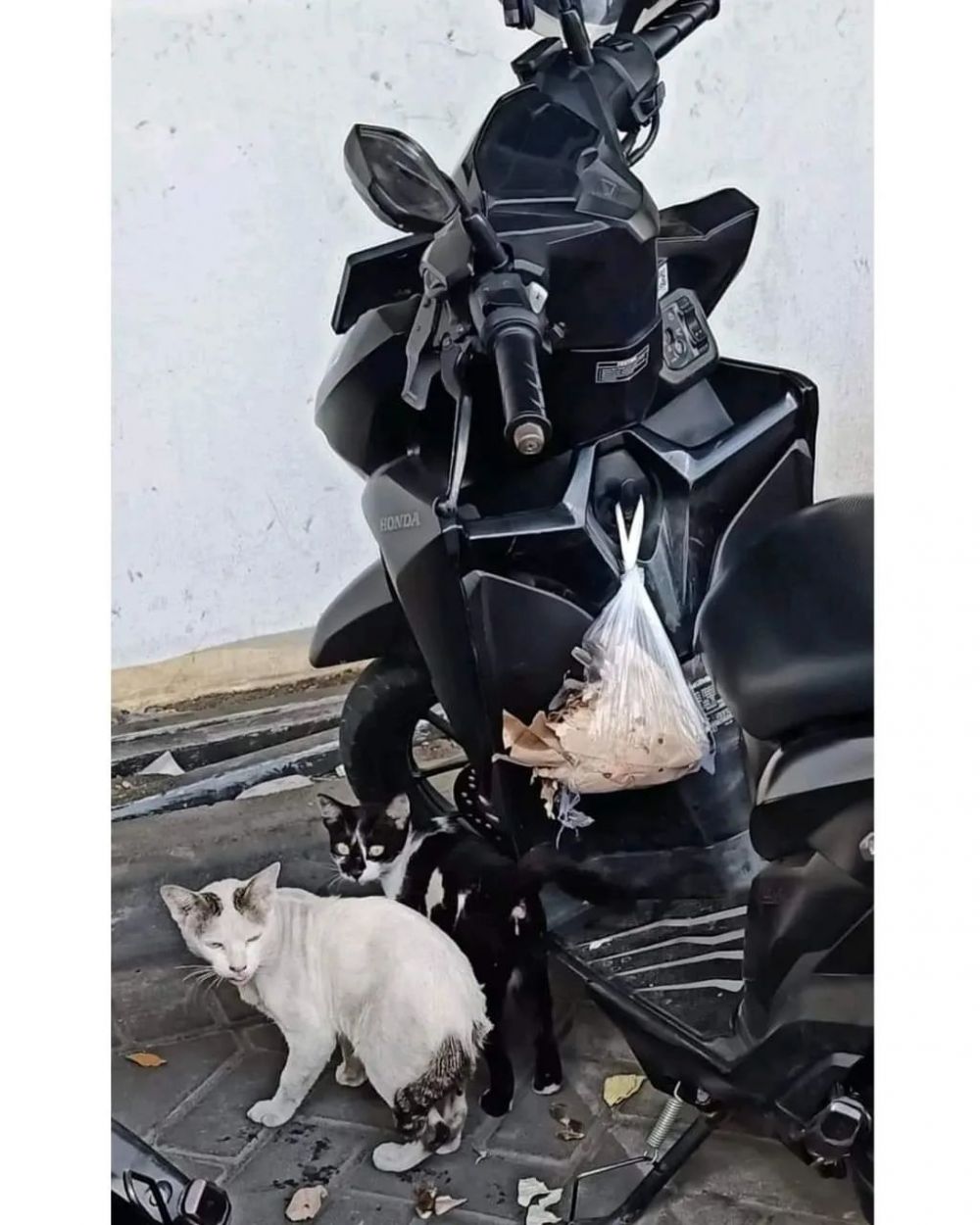 gagal makan deh gara-gara hewan © berbagai sumber