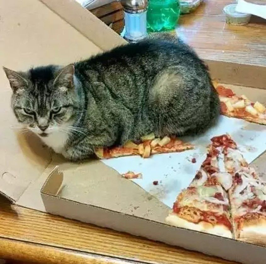 gagal makan deh gara-gara hewan © berbagai sumber