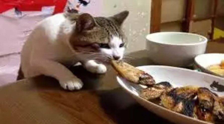 gagal makan deh gara-gara hewan © berbagai sumber