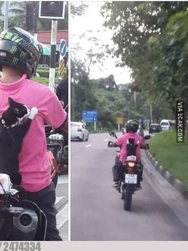 kucing naik kendaraan © berbagai sumber kucing naik kendaraan © berbagai sumber