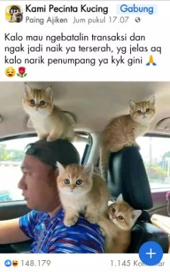 kucing naik kendaraan © berbagai sumber kucing naik kendaraan © berbagai sumber
