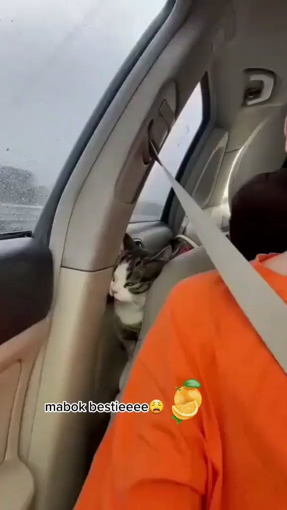 11 Momen kocak kucing naik kendaraan ini antara gemas dan bikin ngakak