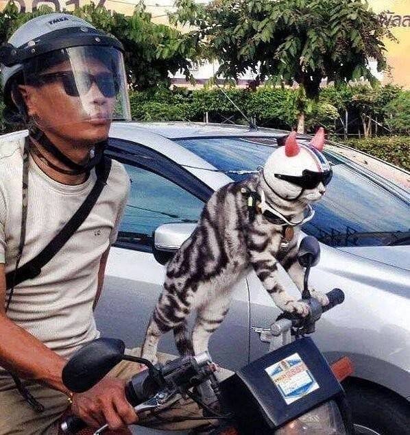 kucing naik kendaraan © berbagai sumber