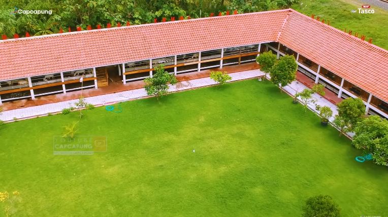 peternakan domba mewah © YouTube