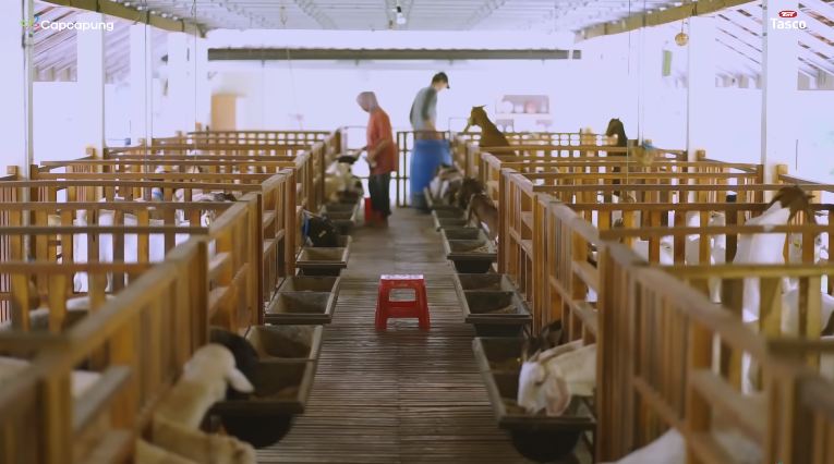 11 Potret peternakan domba mewah di Solo, kandang bersih dan rapi