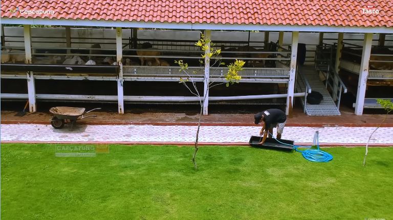 peternakan domba mewah © YouTube peternakan domba mewah © YouTube