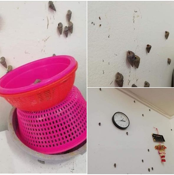 apes akibat teledor © berbagai sumber apes akibat teledor © berbagai sumber