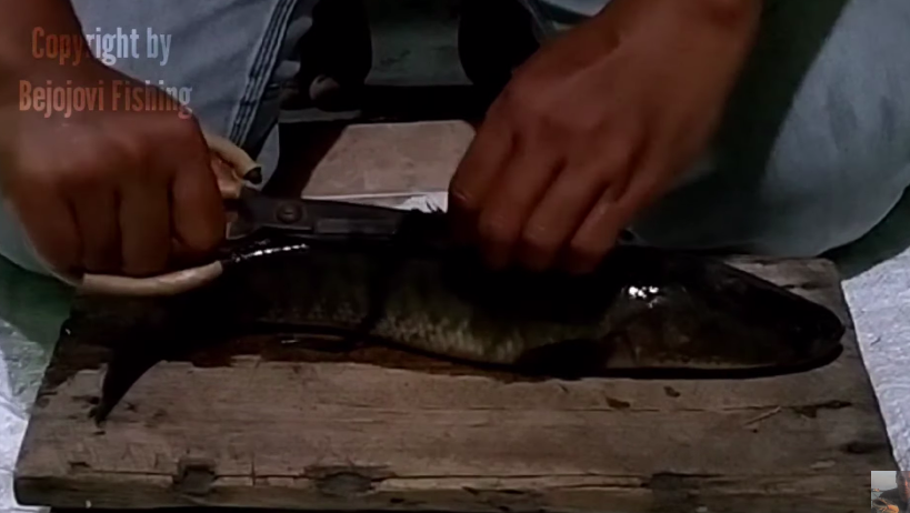 5 Cara bersihkan ikan gabus agar lendir dan bau amisnya hilang