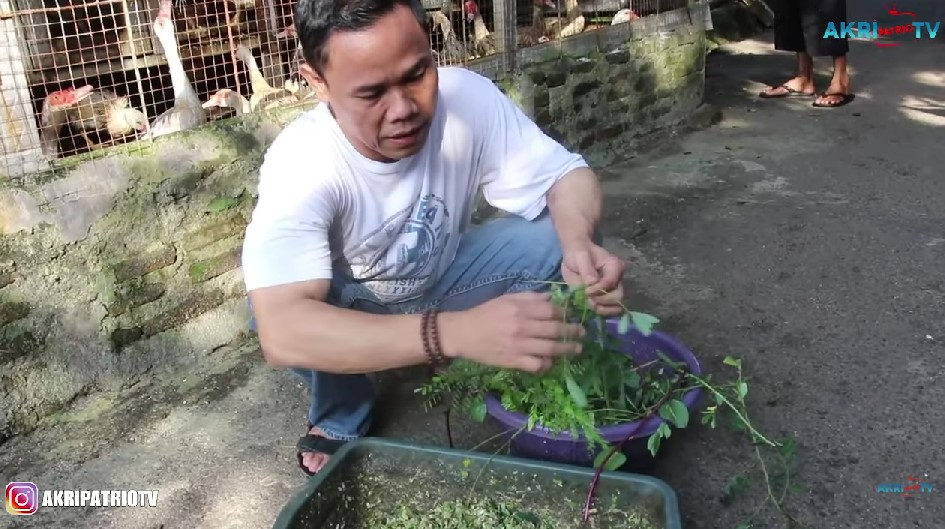 Potret terbaru Akri Berbagai sumber Potret terbaru Akri Berbagai sumber