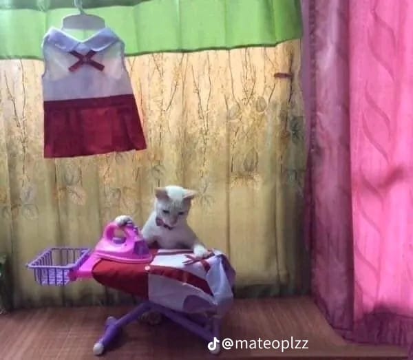 aksi lucu hewan diajak kerja sama © berbagai sumber