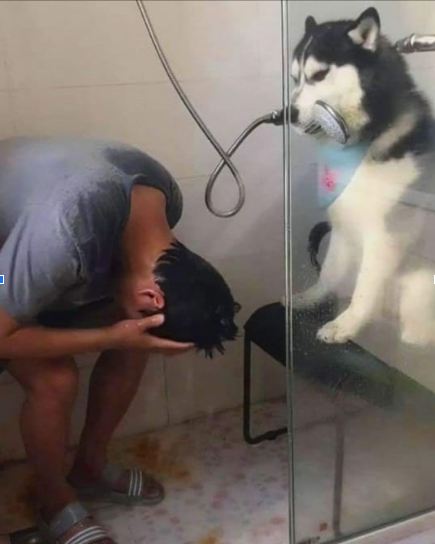 aksi lucu hewan diajak kerja sama © berbagai sumber