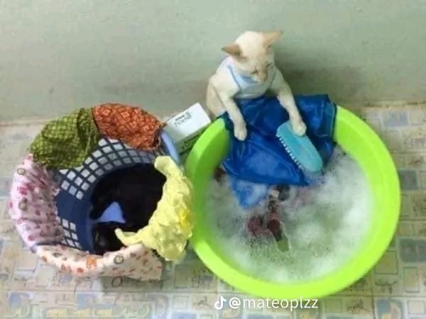 aksi lucu hewan diajak kerja sama © berbagai sumber