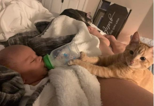 aksi lucu hewan diajak kerja sama © berbagai sumber