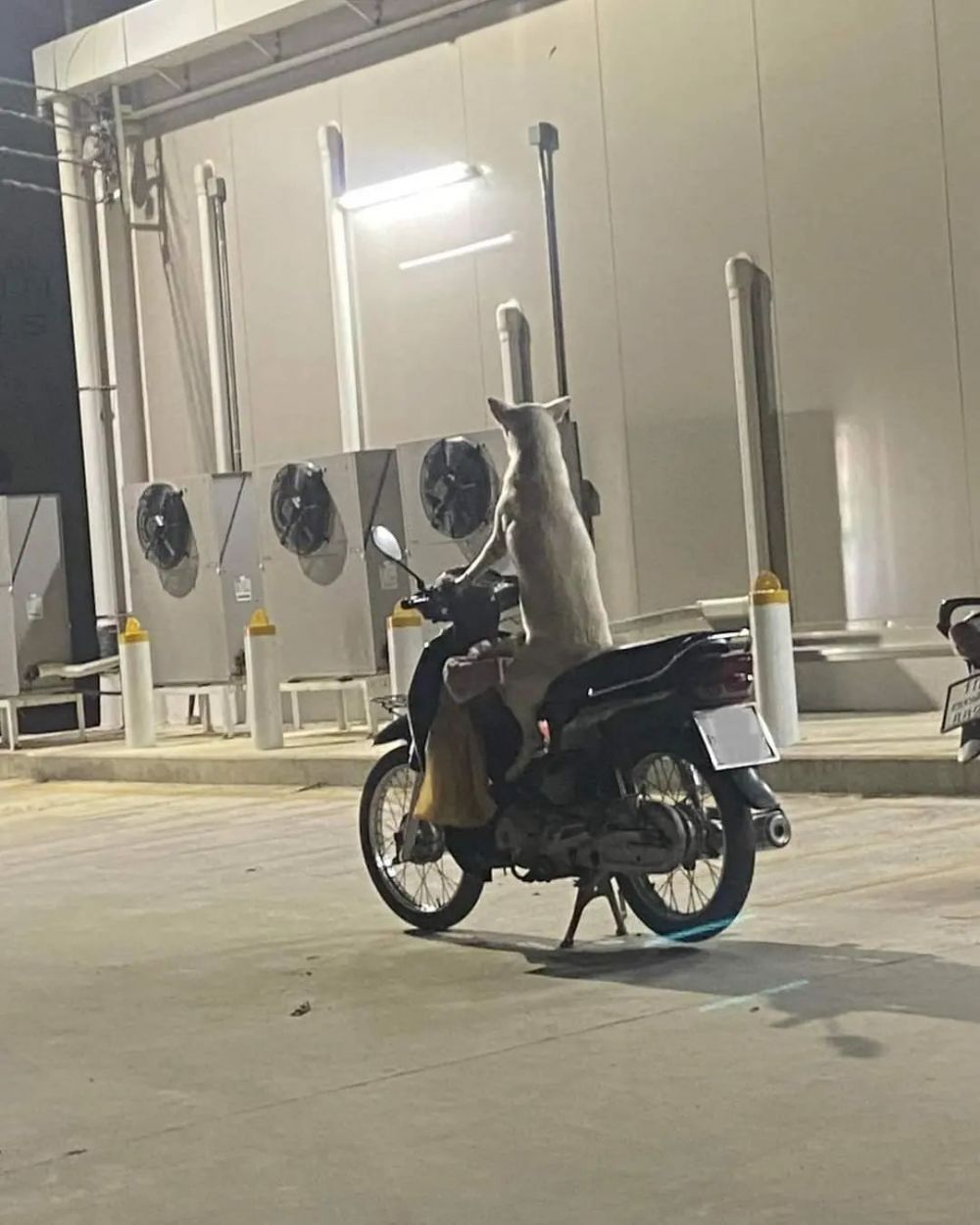 aksi lucu hewan diajak kerja sama © berbagai sumber