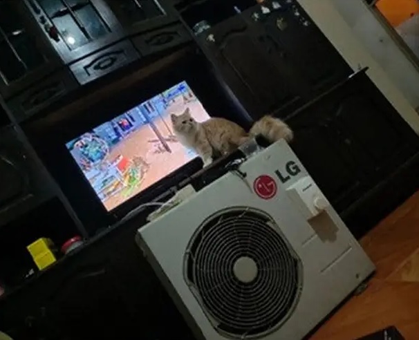  benda alih fungsi bikin nggak habis pikir © berbagai sumber