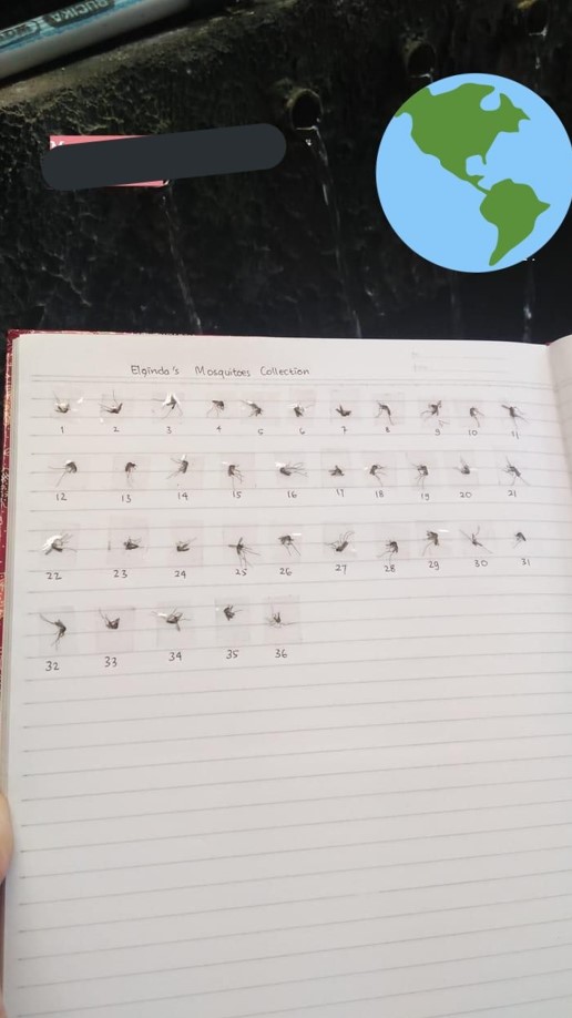 Koleksi nyamuk Berbagai sumber