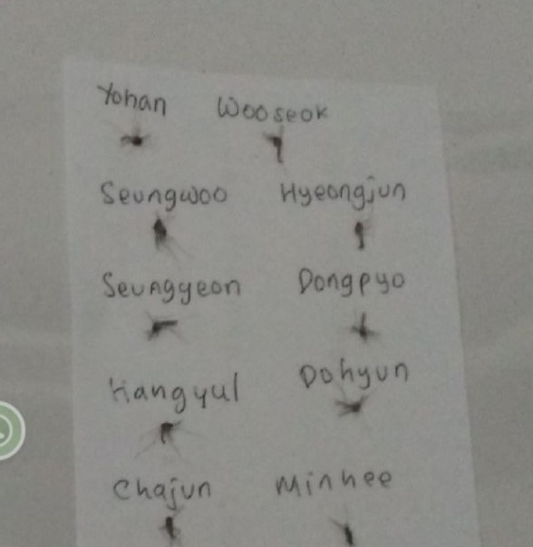 Koleksi nyamuk Berbagai sumber Koleksi nyamuk Berbagai sumber