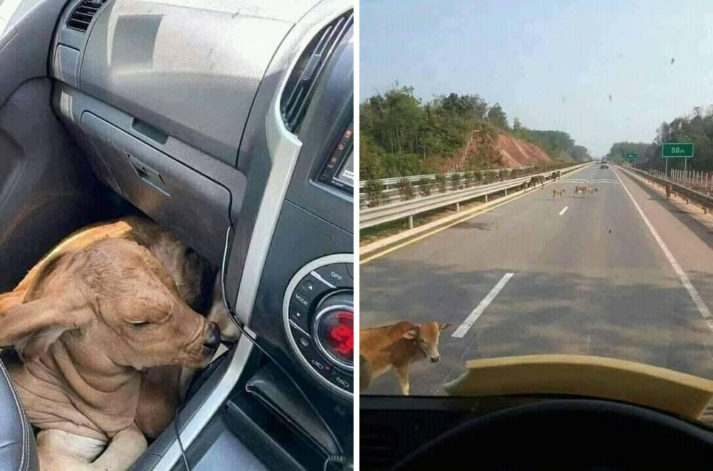 mobil asal angkut barang © berbagai sumber mobil asal angkut barang © berbagai sumber