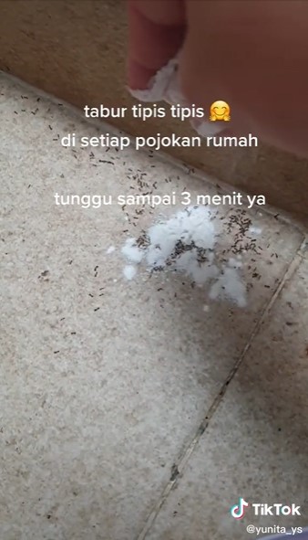 Tak banyak yang tahu, ini trik mengusir semut pakai 1 bahan dapur