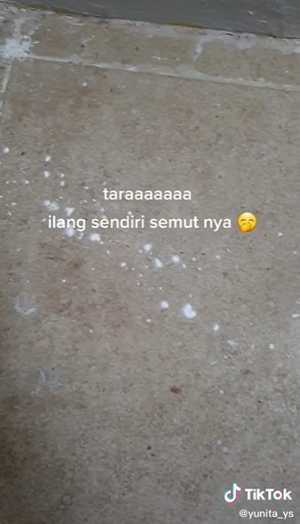 Tak banyak yang tahu, ini trik mengusir semut pakai 1 bahan dapur
