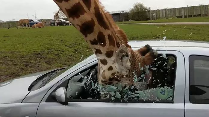 kaca mobil ketiban benda apes banget © berbagai sumber