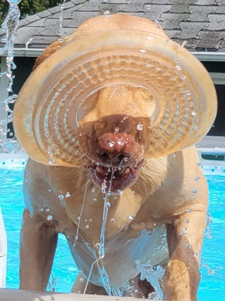 potret absurd dilihat dua kali © berbagai sumber