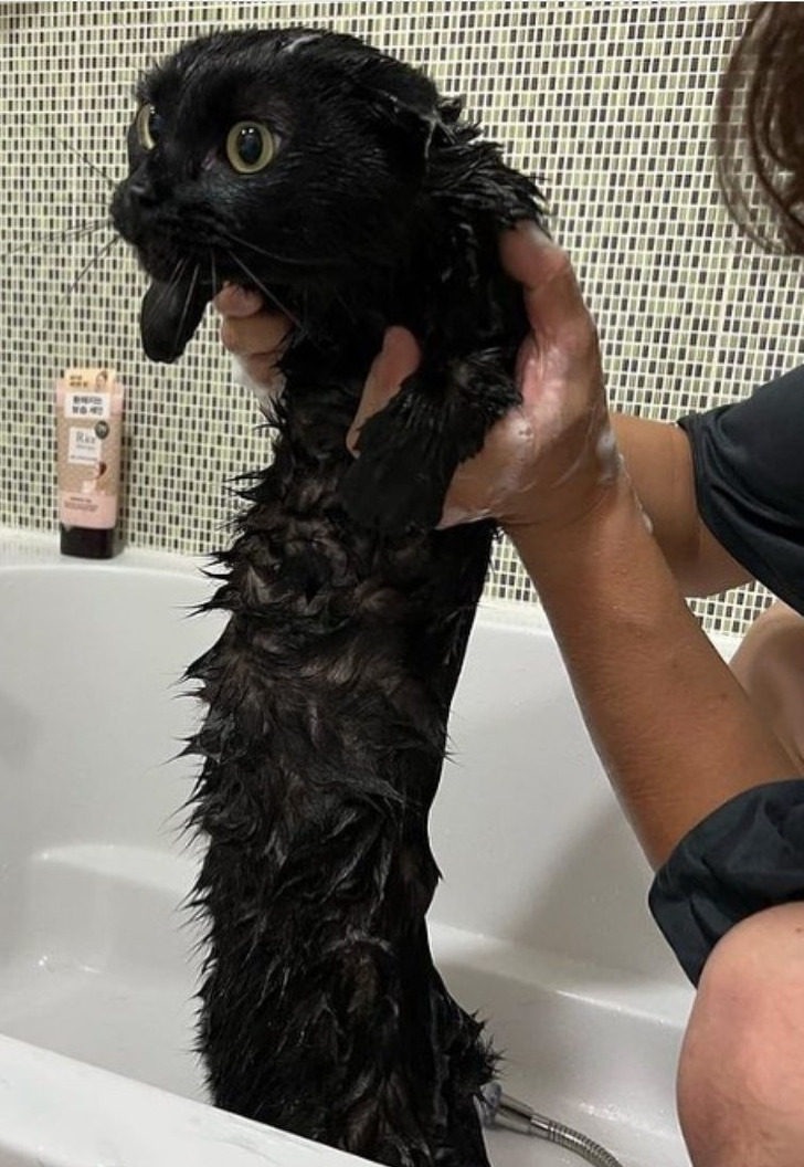 potret absurd dilihat dua kali © berbagai sumber