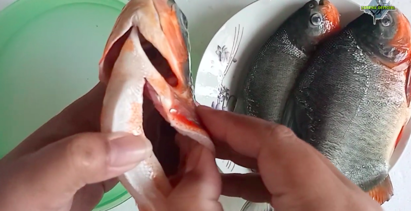 Pakai air cucian beras, begini trik ampuh hilangkan bau tanah pada ikan bawal