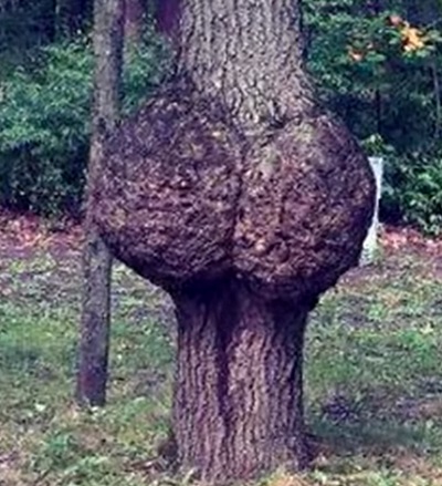 NGAKAK - 11 Penampakan lucu di batang pohon ini mirip anggota tubuh manusia © 2022 brilio.net