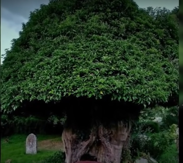 NGAKAK - 11 Penampakan lucu di batang pohon ini mirip anggota tubuh manusia © 2022 brilio.net