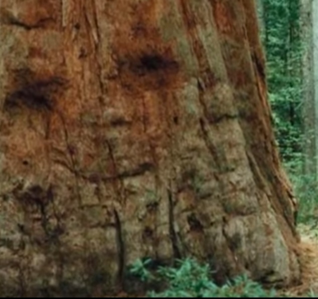 11 Penampakan lucu di batang pohon ini mirip anggota tubuh manusia
