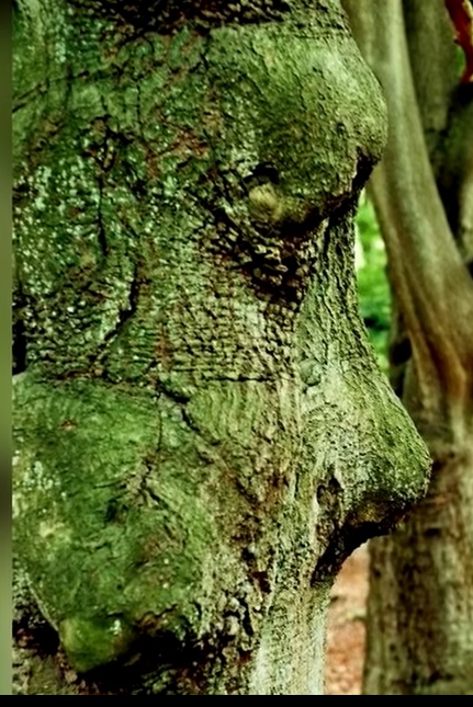 NGAKAK - 11 Penampakan lucu di batang pohon ini mirip anggota tubuh manusia © 2022 brilio.net