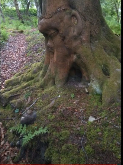 NGAKAK - 11 Penampakan lucu di batang pohon ini mirip anggota tubuh manusia © 2022 brilio.net