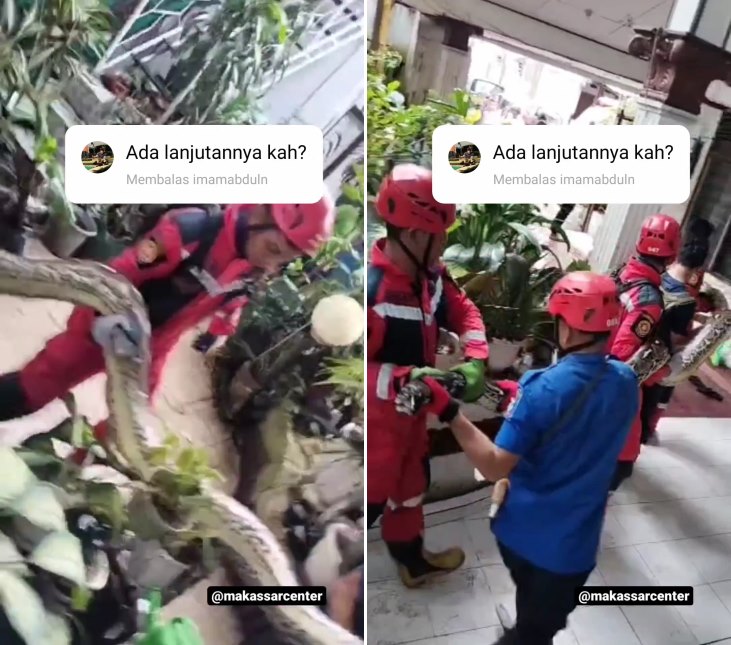 Detik-detik dramatisnya petugas damkar evakuasi ular piton 8 meter di plafon rumah warga di Makassar