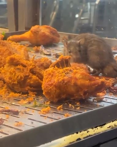 Penampakan etalase ayam goreng dijamah tikus ini bikin nggak nafsu makan, warungnya ditutup aparat