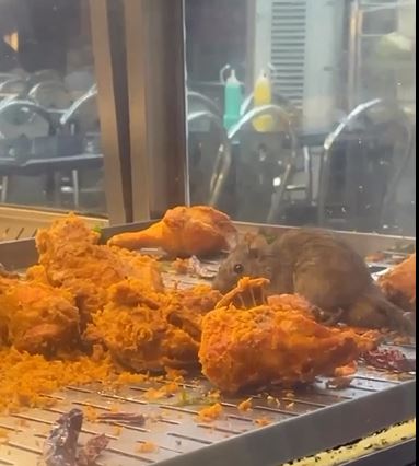 etalase ayam goreng ini dijamah tikus @zoeyhanafiah