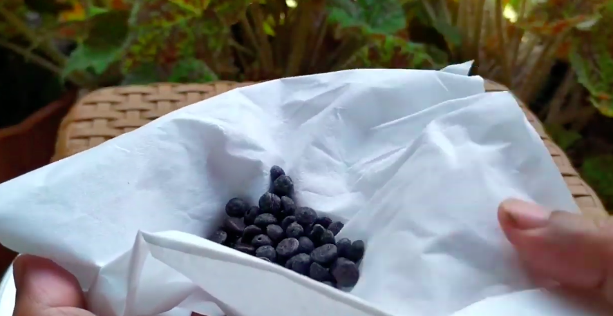 Jangan langsung dibuang, ini trik simpel mengolah cokelat berbintik putih