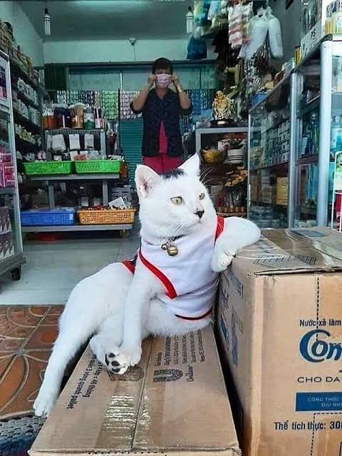 potret hewan di warung bikin salfok © berbagai sumber