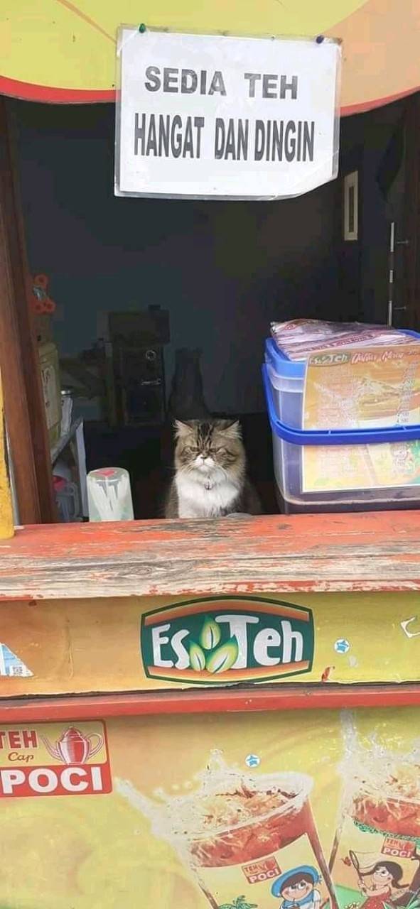 potret hewan di warung bikin salfok © berbagai sumber