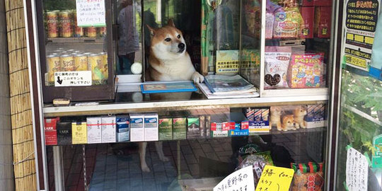 potret hewan di warung bikin salfok © berbagai sumber