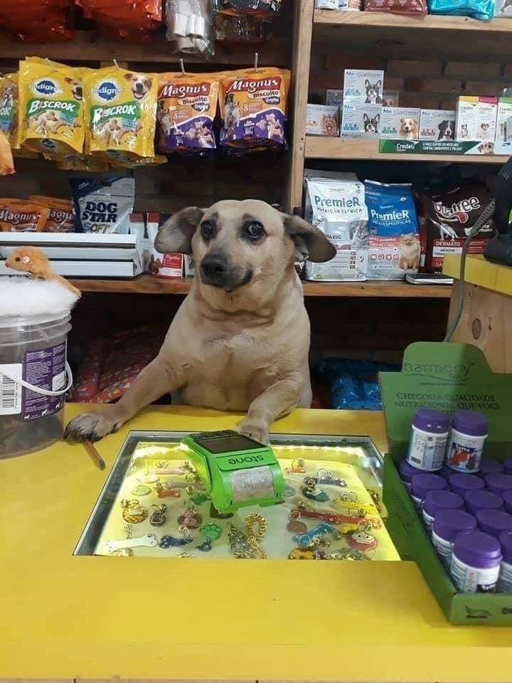 potret hewan di warung bikin salfok © berbagai sumber