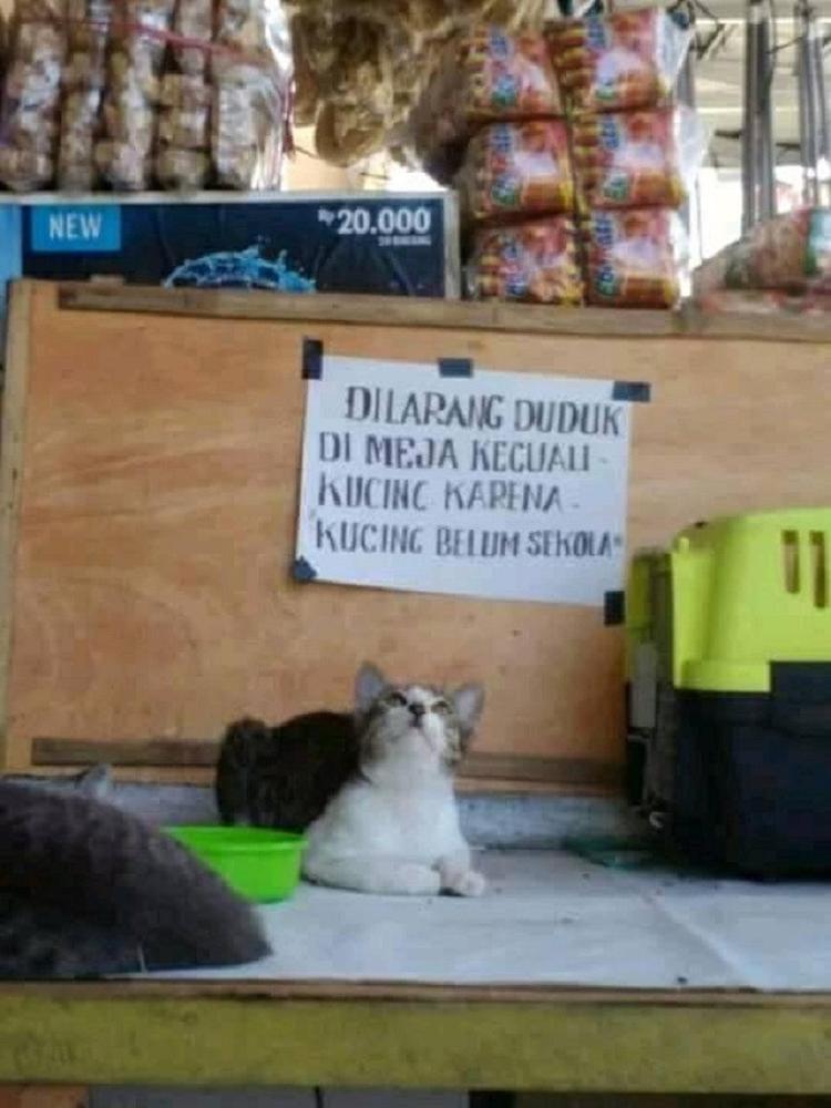 potret hewan di warung bikin salfok © berbagai sumber