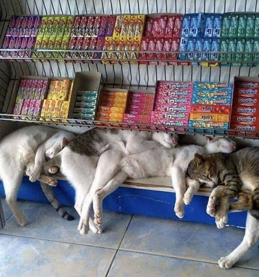 potret hewan di warung bikin salfok © berbagai sumber