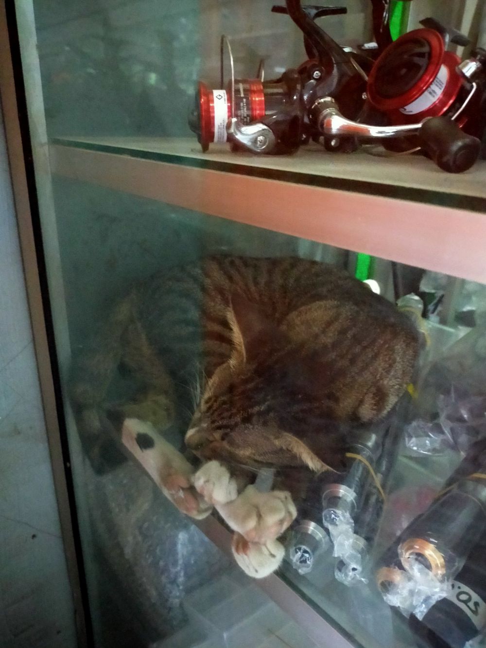 potret hewan di warung bikin salfok © berbagai sumber